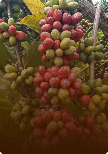Curso Adubação para Altas Produtividades: Café melhor curso