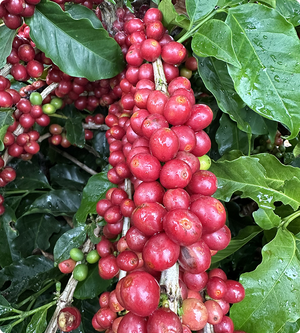 Curso Adubação para Altas Produtividades: Café é bom?
