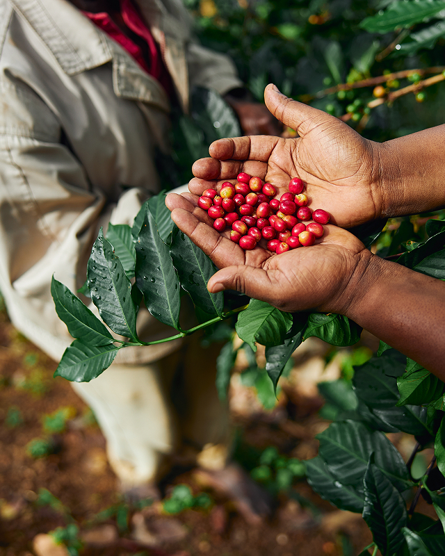 Curso Adubação para Altas Produtividades: Café é Bom mesmo