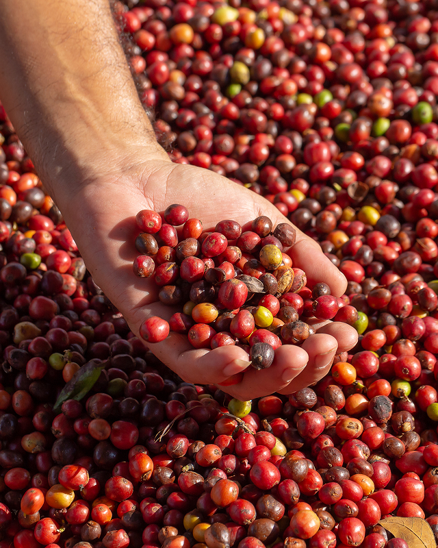 Curso Adubação para Altas Produtividades: Café tem reclamações no reclame aqui?