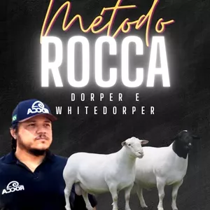 Método Rocca para criação de ovinos: Bom ou Ruim? Review do curso do Rodrigo Rocca, Funciona Mesmo? Hotmart é confiável?