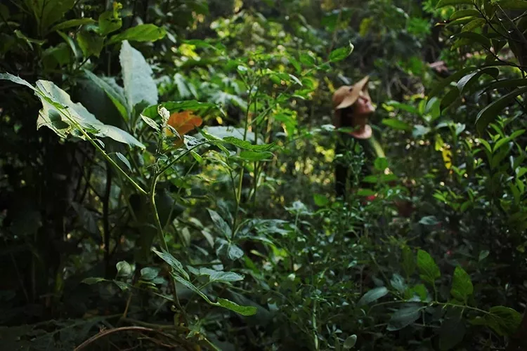 Curso O Maravilhoso Mundo dos Jardins Agroecológicos tem reclamações no reclame aqui?