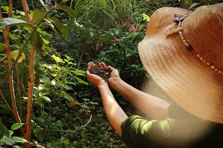 Curso O Maravilhoso Mundo dos Jardins Agroecológicos vale a pena comprar?